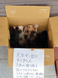 NPC高等学院
